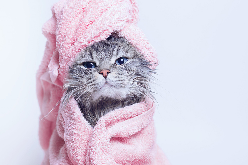 коте